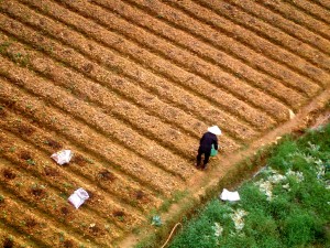 Parable of the Sower