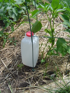 A simple trickle watering system is an easy way to save